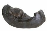 Fossil Whale Ear Bone - Miocene #69680-1